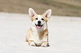 CORGI PEMBROKE 213